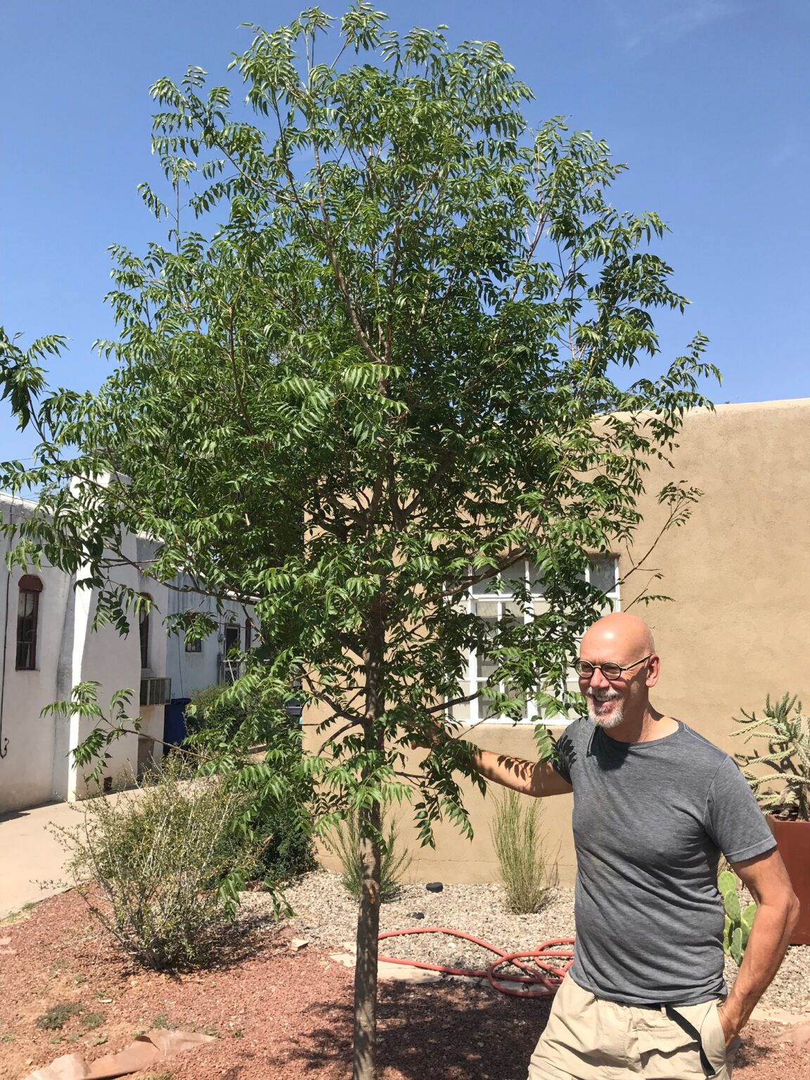 tree-canopy-restoration-nob-hill-neighborhood-association